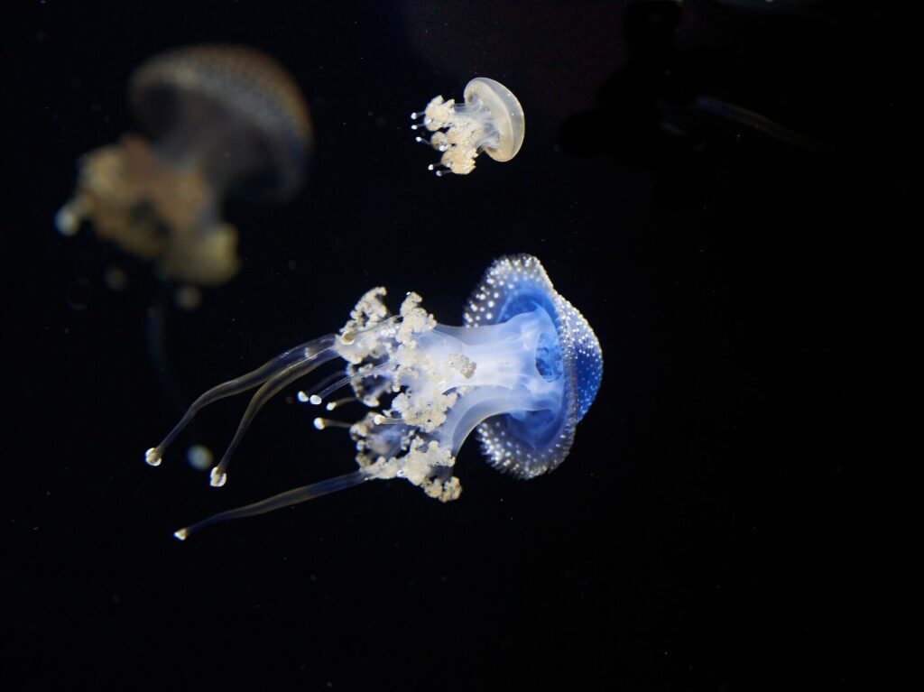 wolfgang hasselmann jellyfish 10028803 1920
